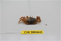 藏品(萬歲大眼蟹)的圖片